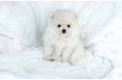 Best Pomeranian Baby