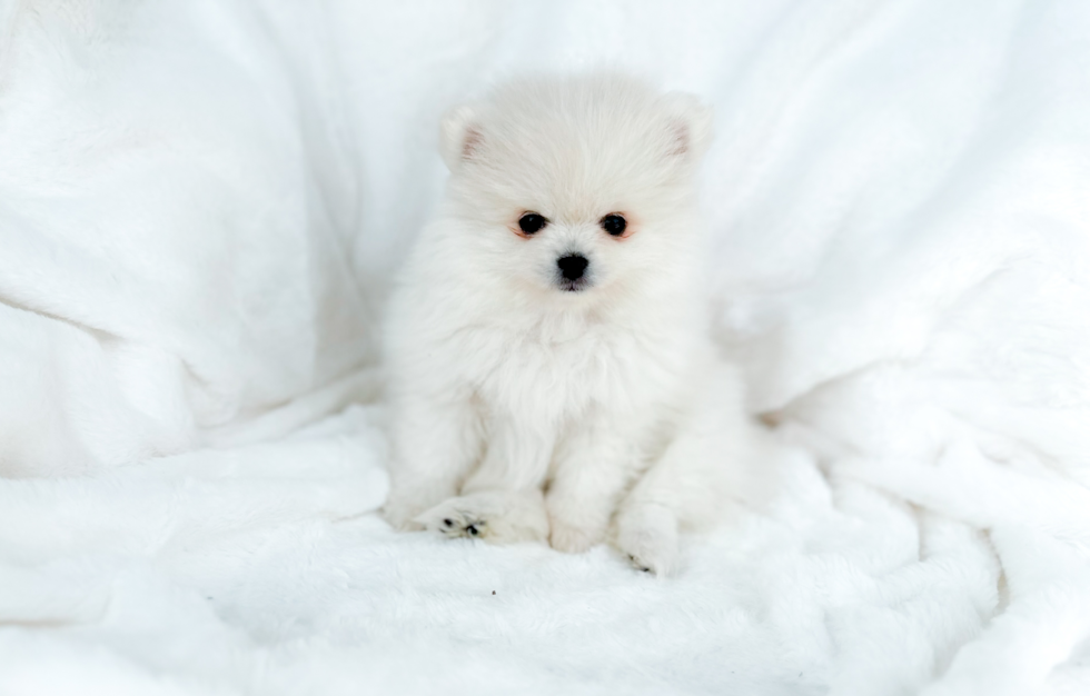 Best Pomeranian Baby