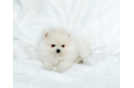 Cute Pomeranian Purebred Pup