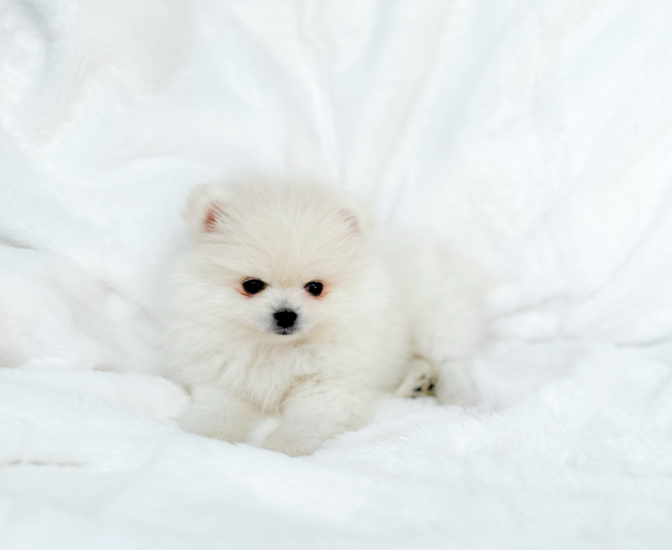 Cute Pomeranian Purebred Pup