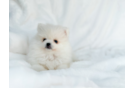 Pomeranian Puppy for Adoption