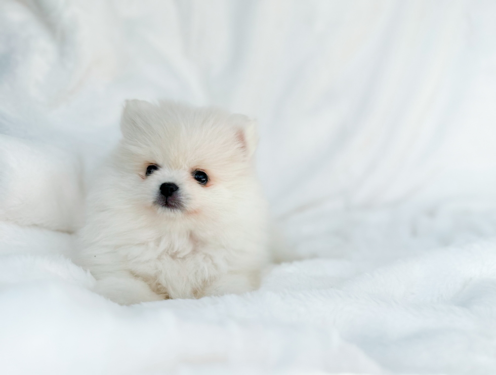 Pomeranian Puppy for Adoption