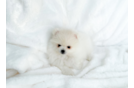 Cute Pom Purebred Puppy