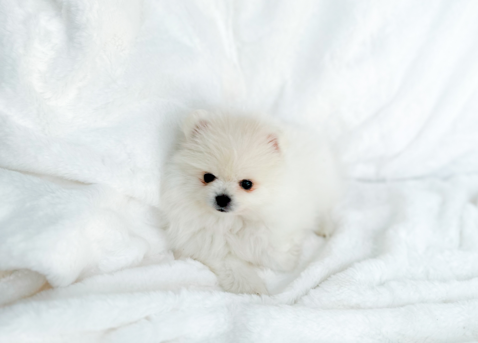 Cute Pom Purebred Puppy