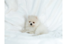 Cute Pomeranian Baby