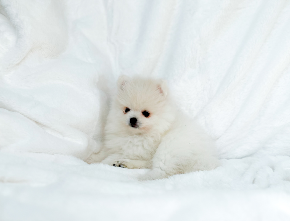 Cute Pomeranian Baby