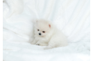 Pomeranian Pup Being Cute