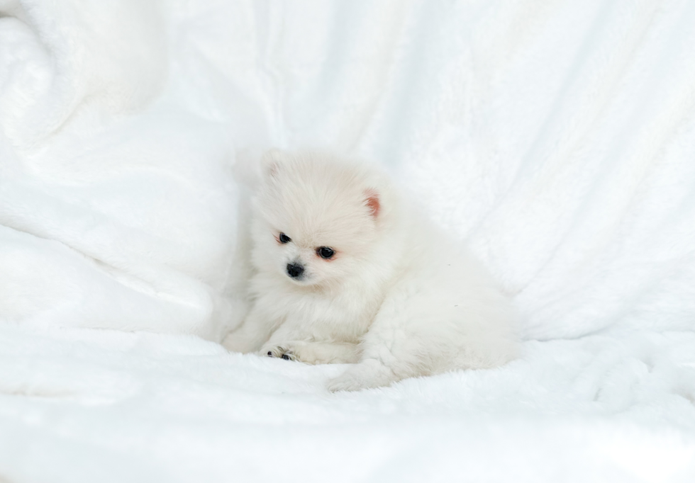 Pomeranian Pup Being Cute