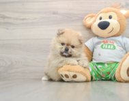 7 week old Pomeranian Puppy For Sale - Simply Southern Pups