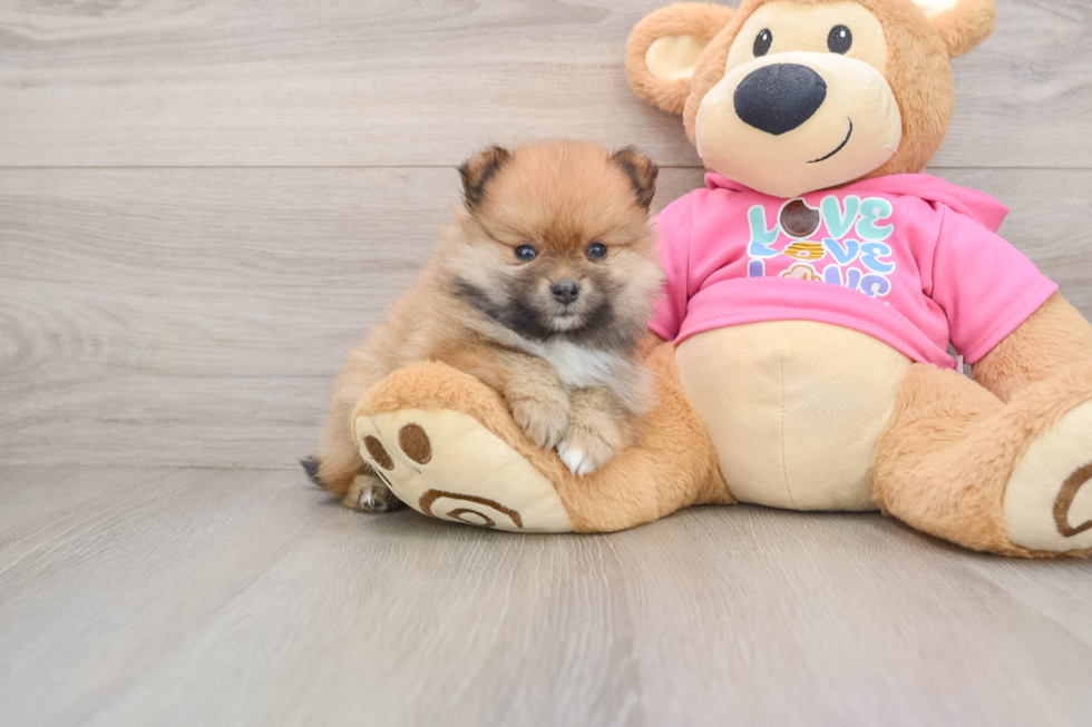 Petite Deutscher Spitz Purebred Puppy