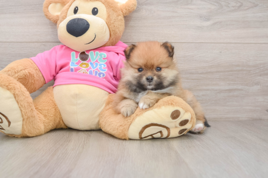 Best Pomeranian Baby