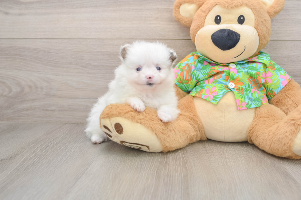 Pomeranian Puppy for Adoption