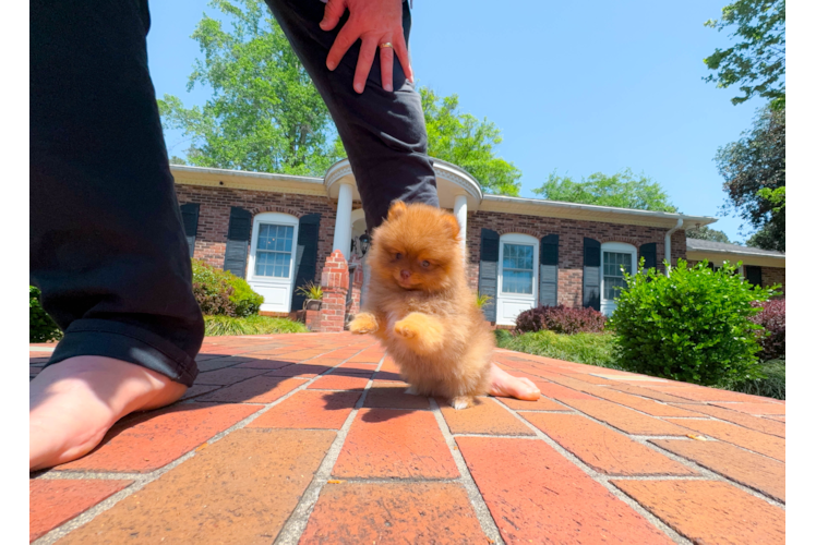 Best Pomeranian Baby