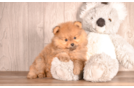 Cute Pomeranian Purebred Pup