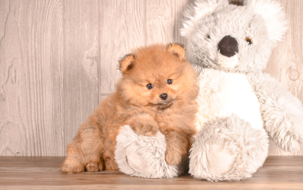 Cute Pomeranian Purebred Pup