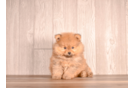 Best Pomeranian Baby