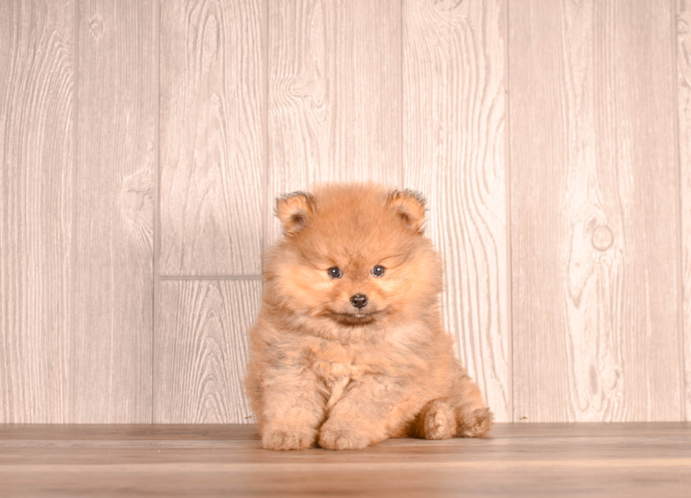 Best Pomeranian Baby