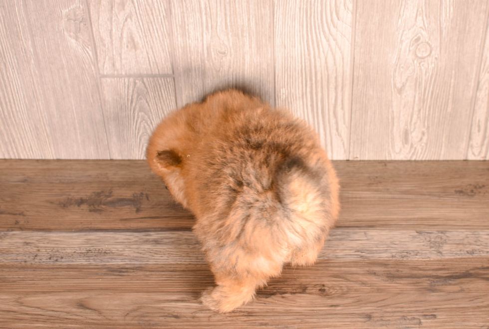 Cute Pomeranian Baby