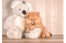 Pomeranian Pup Being Cute