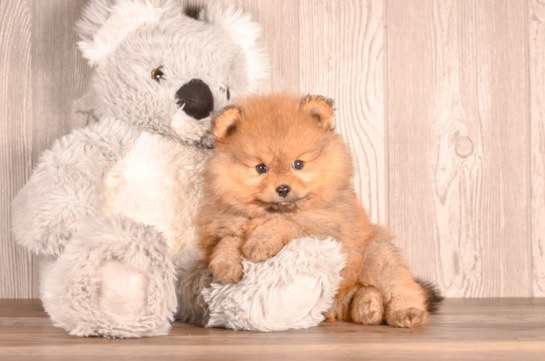 Pomeranian Pup Being Cute