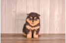 Pomeranian Pup Being Cute
