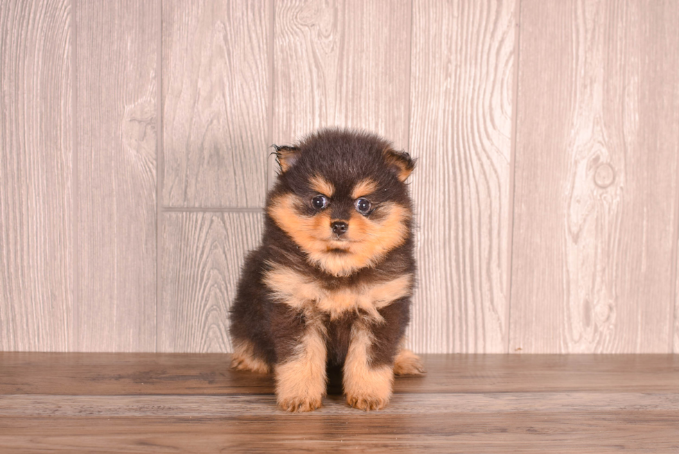 Pomeranian Pup Being Cute