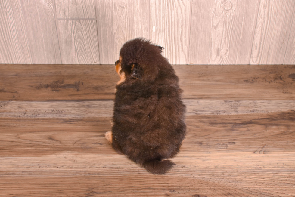 Pomeranian Pup Being Cute