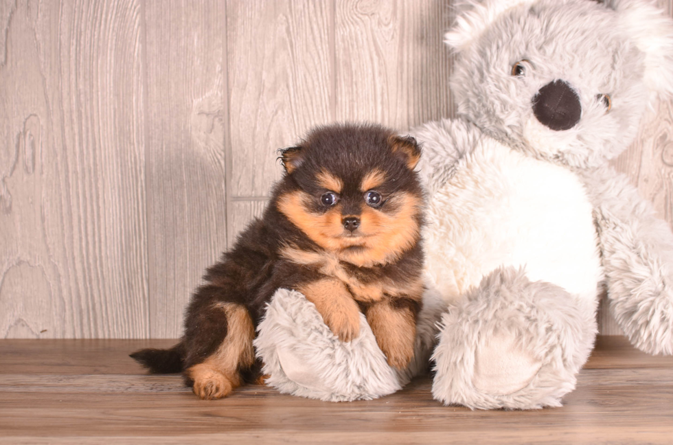 Cute Pom Purebred Puppy