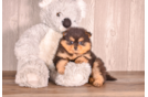 Cute Pomeranian Baby