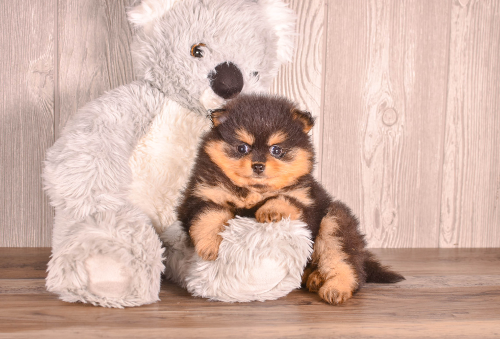 Cute Pomeranian Baby