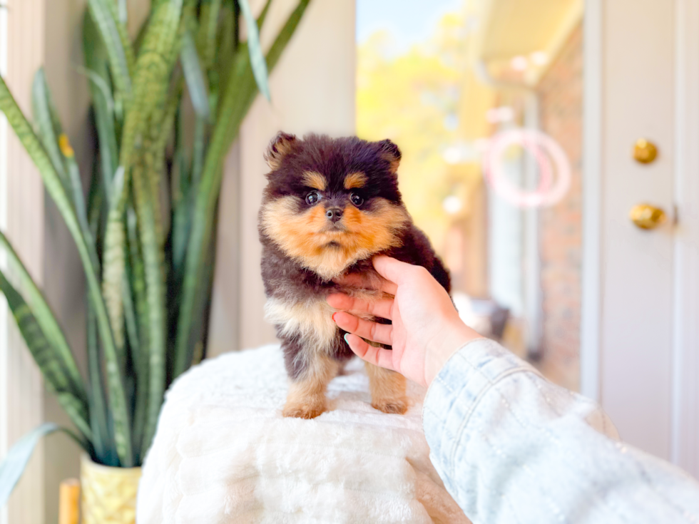Pomeranian Pup Being Cute