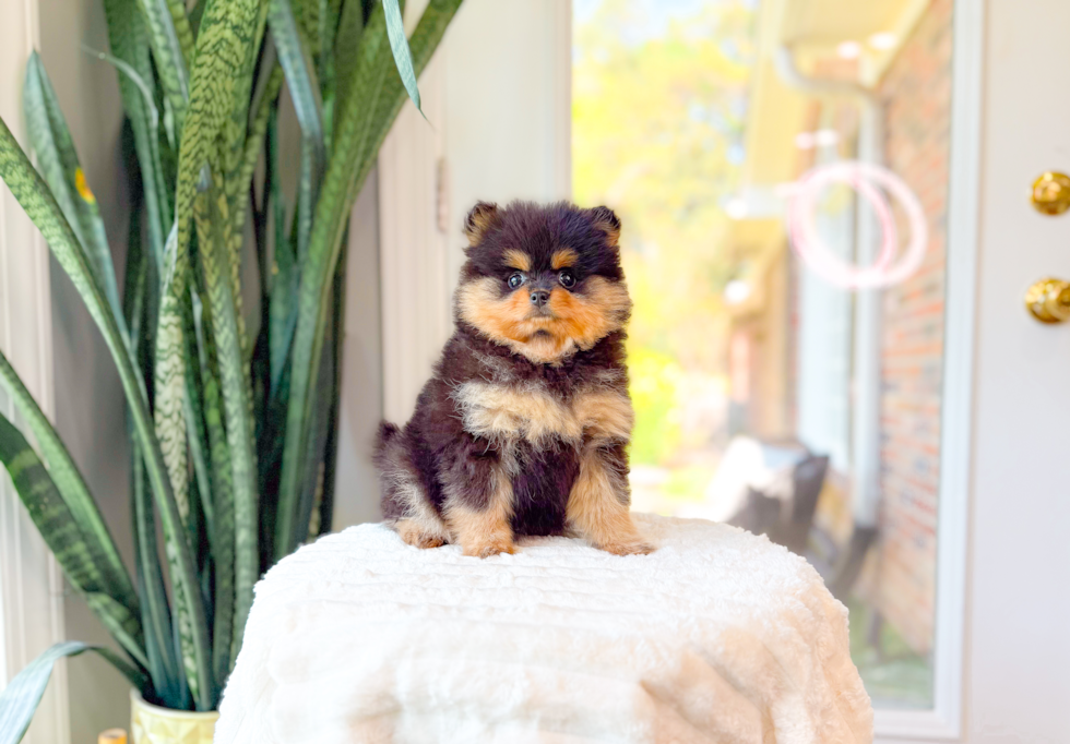 Best Pomeranian Baby