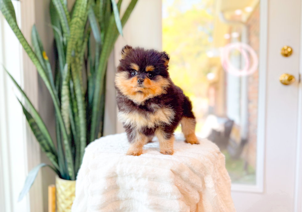 Cute Pomeranian Purebred Pup