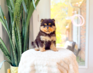 10 week old Pomeranian Puppy For Sale - Simply Southern Pups