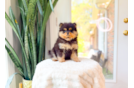 Cute Pomeranian Baby