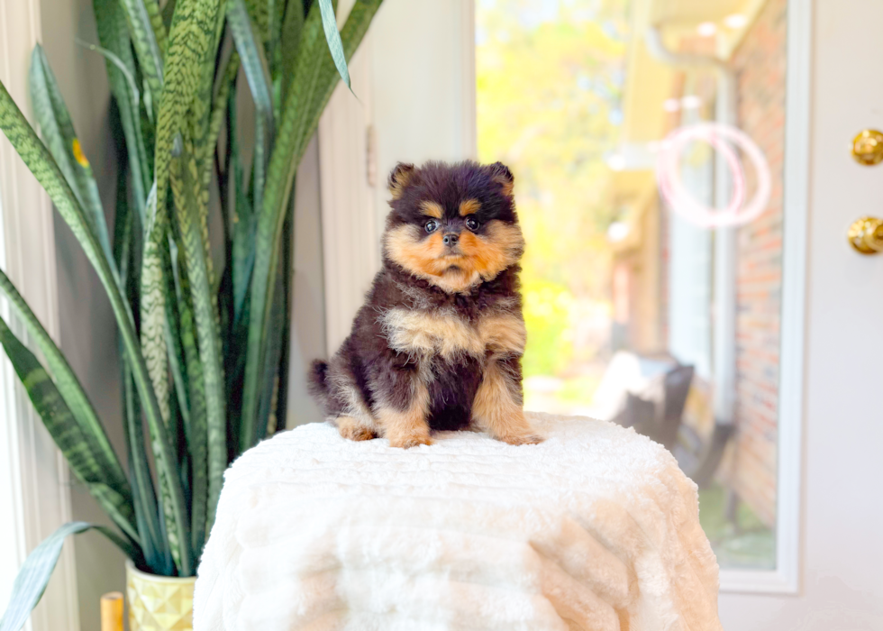 Cute Pomeranian Baby