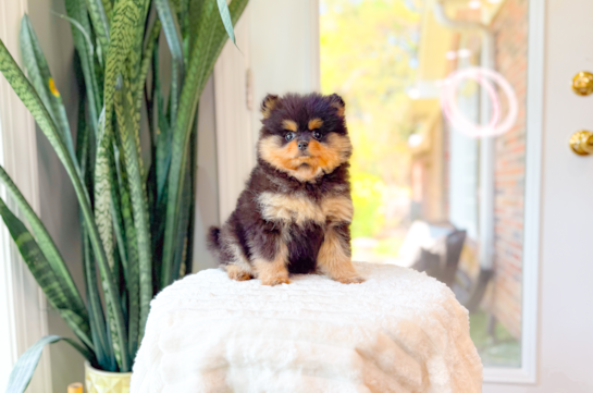 Cute Pomeranian Baby