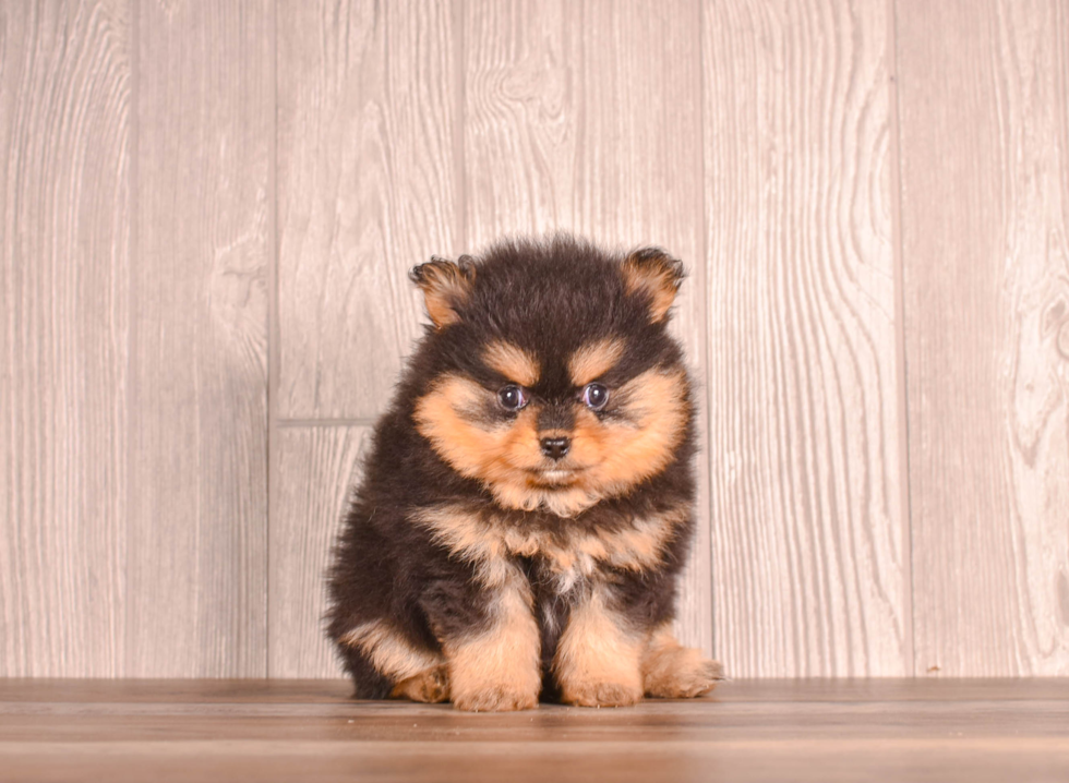 Pomeranian Pup Being Cute