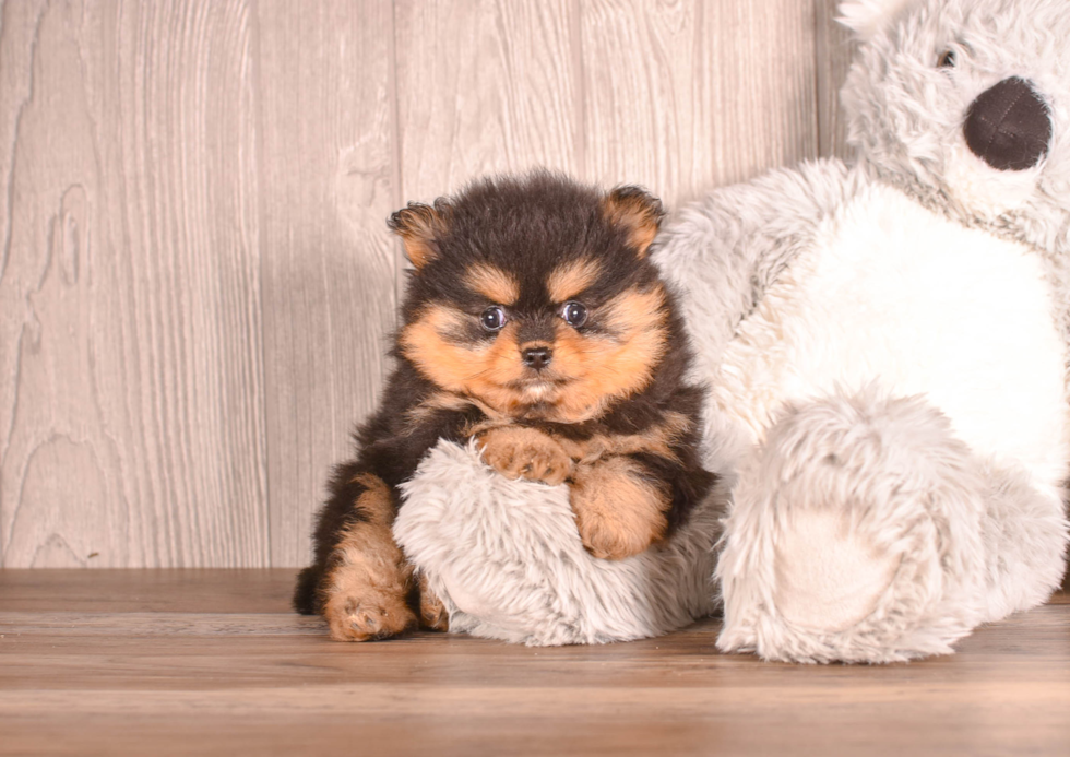 Cute Pomeranian Baby