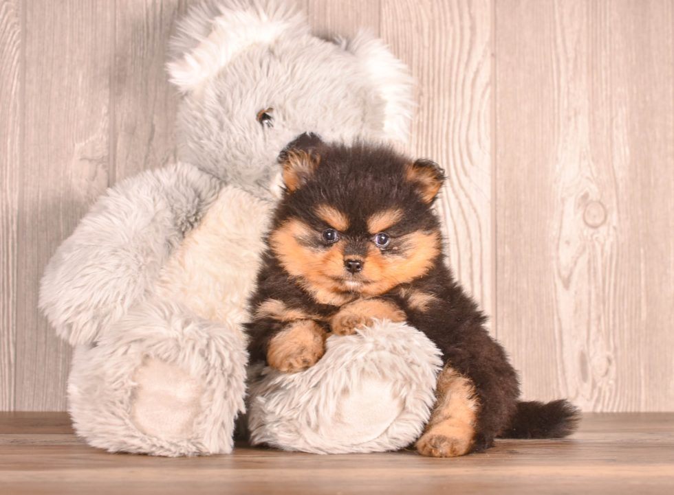 Best Pomeranian Baby