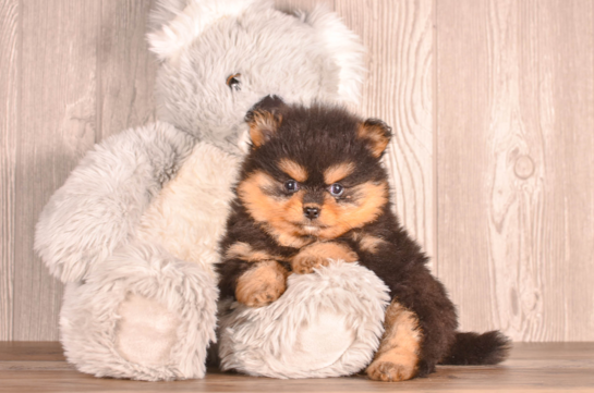 Best Pomeranian Baby