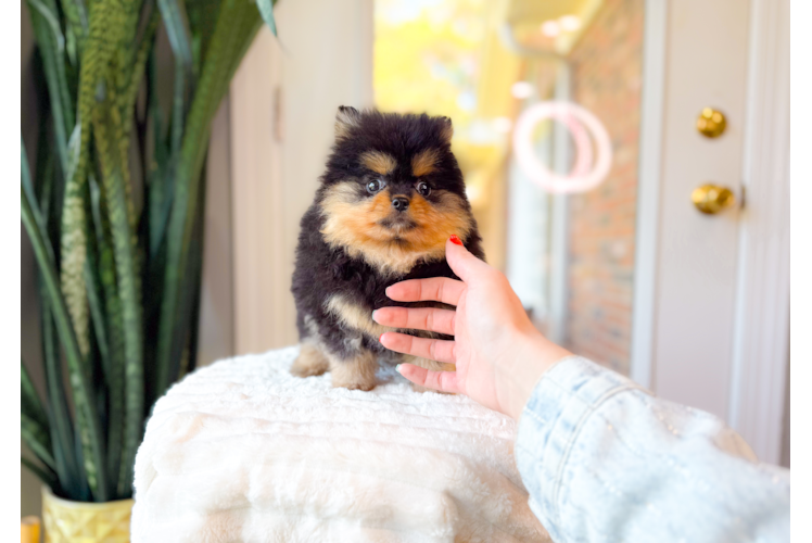 Best Pomeranian Baby