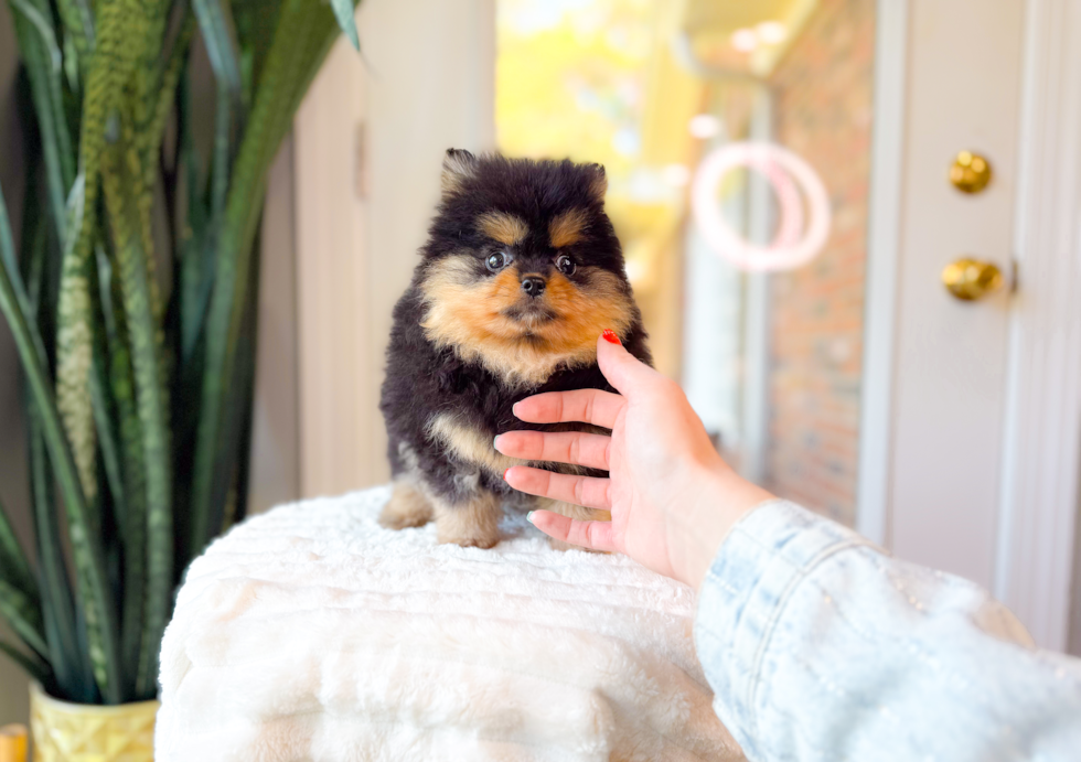 Best Pomeranian Baby