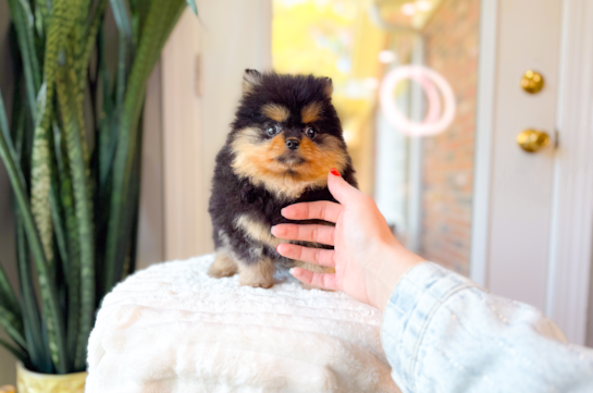 Best Pomeranian Baby