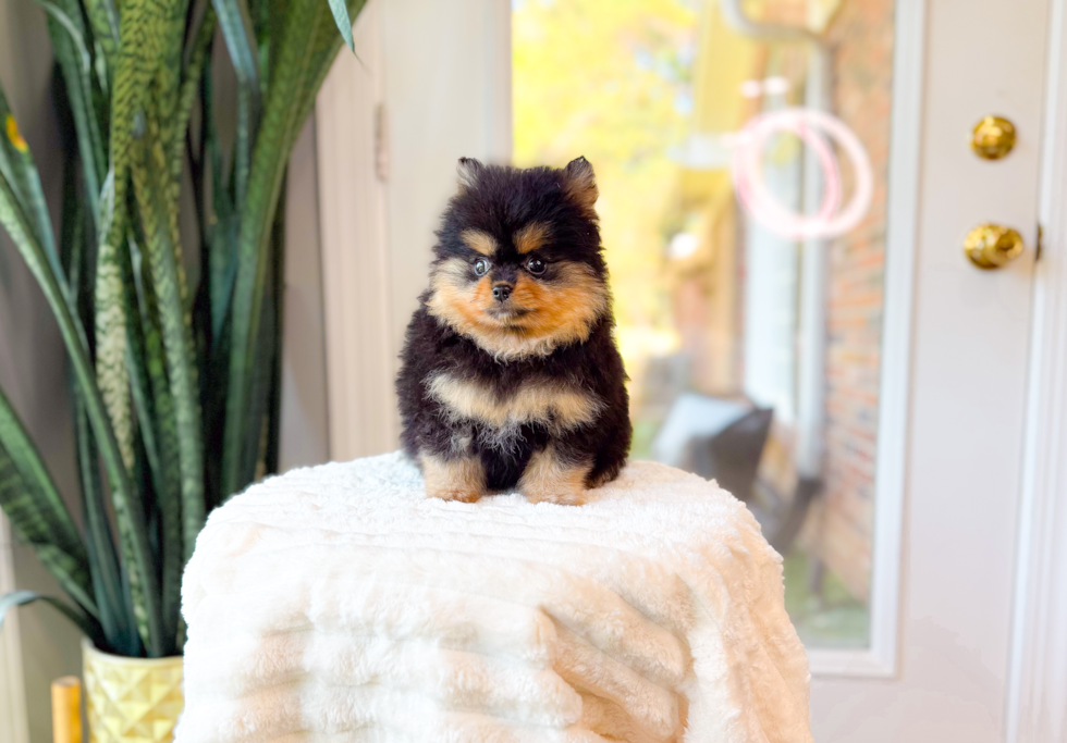 Pomeranian Pup Being Cute