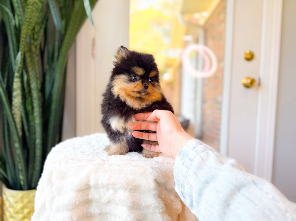 Best Pomeranian Baby