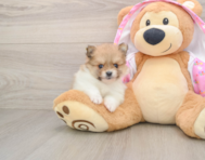 9 week old Pomeranian Puppy For Sale - Simply Southern Pups