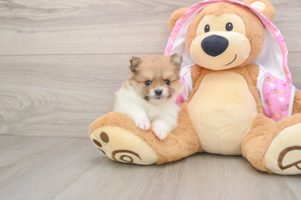 Sweet Pom Purebred Puppy