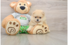 Pomeranian Puppy for Adoption