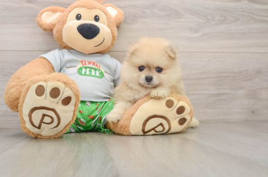 Pomeranian Puppy for Adoption
